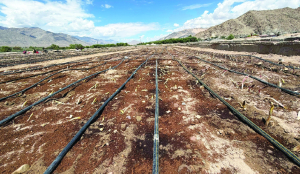 India’s highest commercial lilium field launched in Leh at 3,265 metres