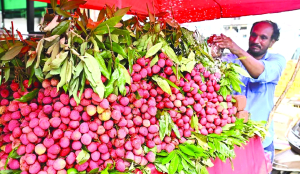 India exports GI-tagged Tezpur Litchi to Dubai