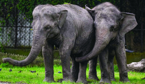 India leading sustainable future for elephants: Environment minister