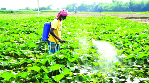 India protects its agriculture, dairy sectors in US trade deal