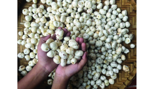 India ships 18 tonnes of makhana to Australia