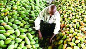 Indian mango varieties now available at retail chains in Greater Seattle