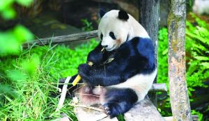 Indonesia’s first panda cub is healthy ahead his public debut