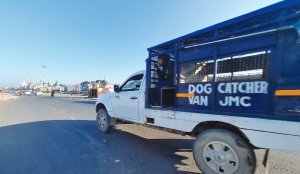 J&K: Over 2 lakh dog bite cases in 2 years