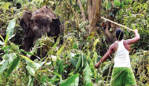 Jharkhand preparing 10-year vision plan to mitigate man-animal conflicts