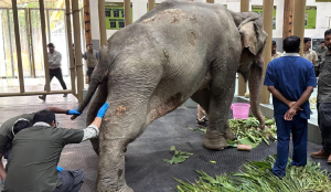 Joymoti Arrives at Vantara for Urgent Medical Care Following Flood Rescue