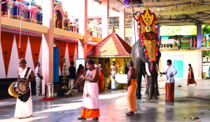 Keep faith, drop cruelty: Delhi urges temples to swap live jumbos for mechanical ones