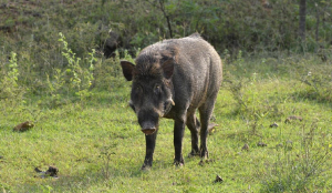 Kerala allows deployment of approved wild boar shooters across state