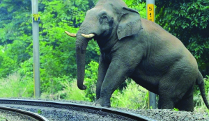 Kerala unveils action plan to tackle human-animal conflict