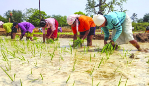 Kharif paddy sowing lags 3.7% amid dip in Karnataka, Telangana
