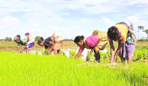 Kharif sowing gap narrows down to 1.82 per cent