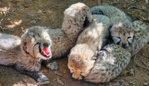 Kuno cheetah KJP21 gives birth to five cubs, India’s cheetah population reaches 60