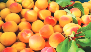 Ladakh-LuLu pact to push 1,000 MT Apricots into global markets