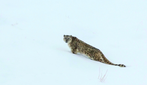 Ladakh opens India’s first high-altitude safari for snow leopard spotting