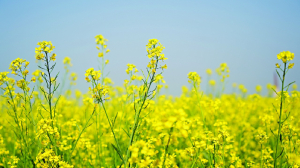 Looking ahead: An astrological outlook for the year 2026