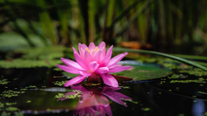 Lotus: The forgotten soul of India’s cultural imagination