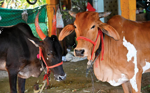 Maharashtra : 6 cow vigilantes booked for assaulting Dalit man, forcing him to eat cow dung