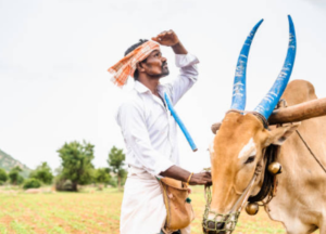 Maharashtra assesses drought-like conditions as rain break hits crops