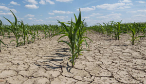 Maharashtra cabinet forms panel to oversee drought relief, assist affected farmers