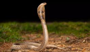 Maharashtra declares snakebite a notifiable disease, makes reporting compulsory