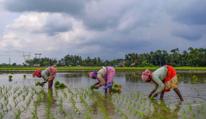 Maharashtra govt declares 265 of 358 talukas drought-affected, announces relief measures