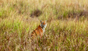 Maharashtra to review inclusion of 555 villages in Sahyadri tiger reserve