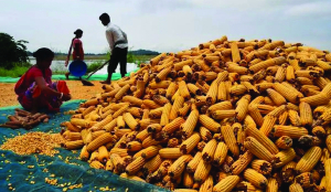 Maize becomes India’s leading feedstock for ethanol
