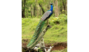 Man held for poisoned maize that killed 5 peacocks in MP