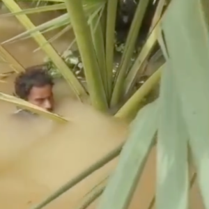 Man Survives Five Days Clinging to Palm Tree After Odisha Flood