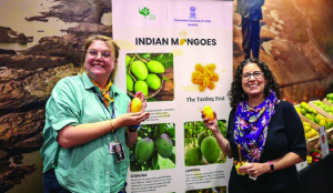 Mango hits US as Seattle consulate imports Indian varieties