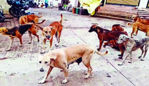 MCD plans citywide dog survey through microchipping under rabies-free roadmap