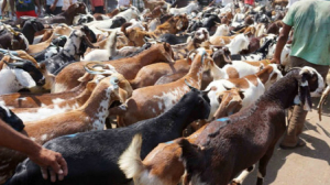 Mira-Bhayandar civic body bans goat rearing, slaughter in housing societies