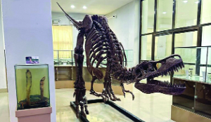 Mizoram’s Natural History Museum notified as designated repository