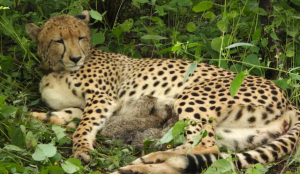 Namibian cheetah Gaurav dies during treatment at Kuno National Park