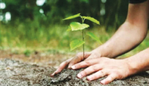 NDMC, DDA top Green Action Plan with 53.7 lakh plantations