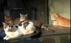 Nearly 20 cats found dead, mutilated in Mumbai's Chembur; FIR registered
