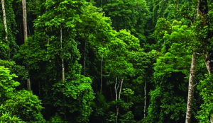 Need to protect forests across the country, observes SC