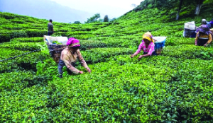 Nepal eyes new markets, quality after India tightens tea imports