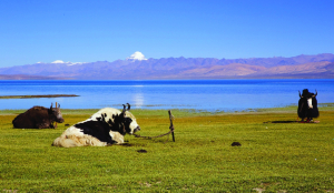 Nepal Objects to Kailash Mansarovar Yatra Route