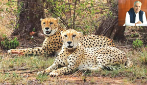 New batch of Cheetahs from Botswana to arrive soon: Environment minister