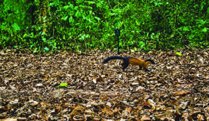 New yellow-throated marten found in Assam’s Kaziranga