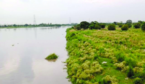 NGT pulls up authorities over illegal dairies on Yamuna floodplains