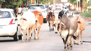 NHAI may ask contractors to setup gaushalas for stray animals on highways: SC