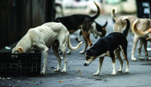 Not directed removal of every dog from streets: SC