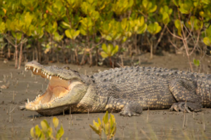 Odisha’s double trouble: Floods open doors for crocodiles to enter villages