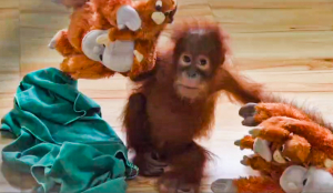 Odisha forms technical panel for care of five rescued orangutans