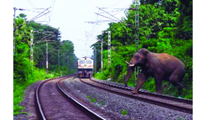Over 250 elephants saved from collisions in 9 months: NFR