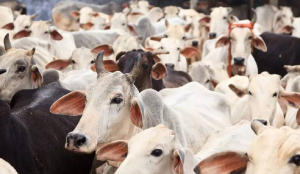 Over 300 Cow Carcasses Found At Jaisalmer Dumping Site, Probe Ordered