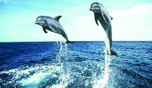 Over 6,300 Dolphins recorded in first survey