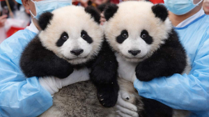 Panda twins return home